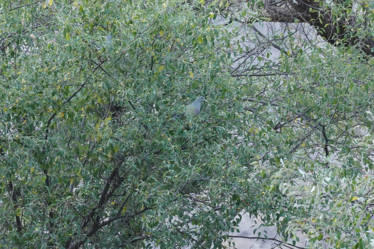 Bruce's Green-Pigeon - ML635122206