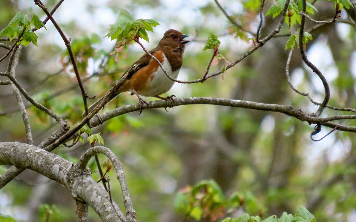 Eastern Towhee - ML635122260