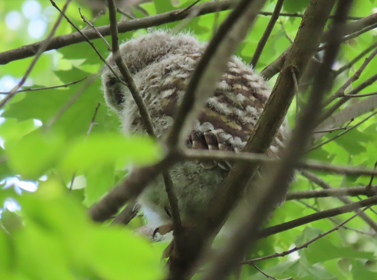 Barred Owl - ML635122262