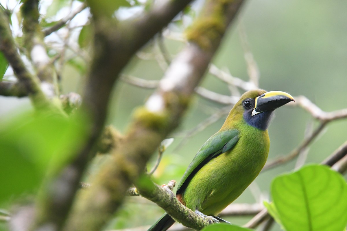 Northern Emerald-Toucanet - ML635122316