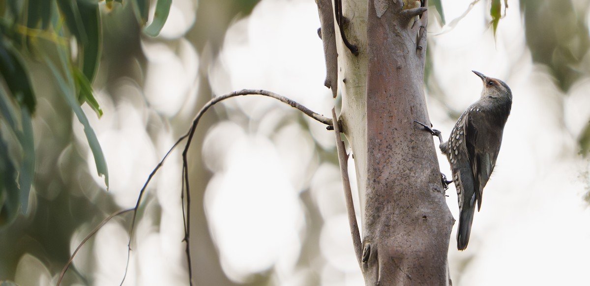 Red-browed Treecreeper - ML635122550