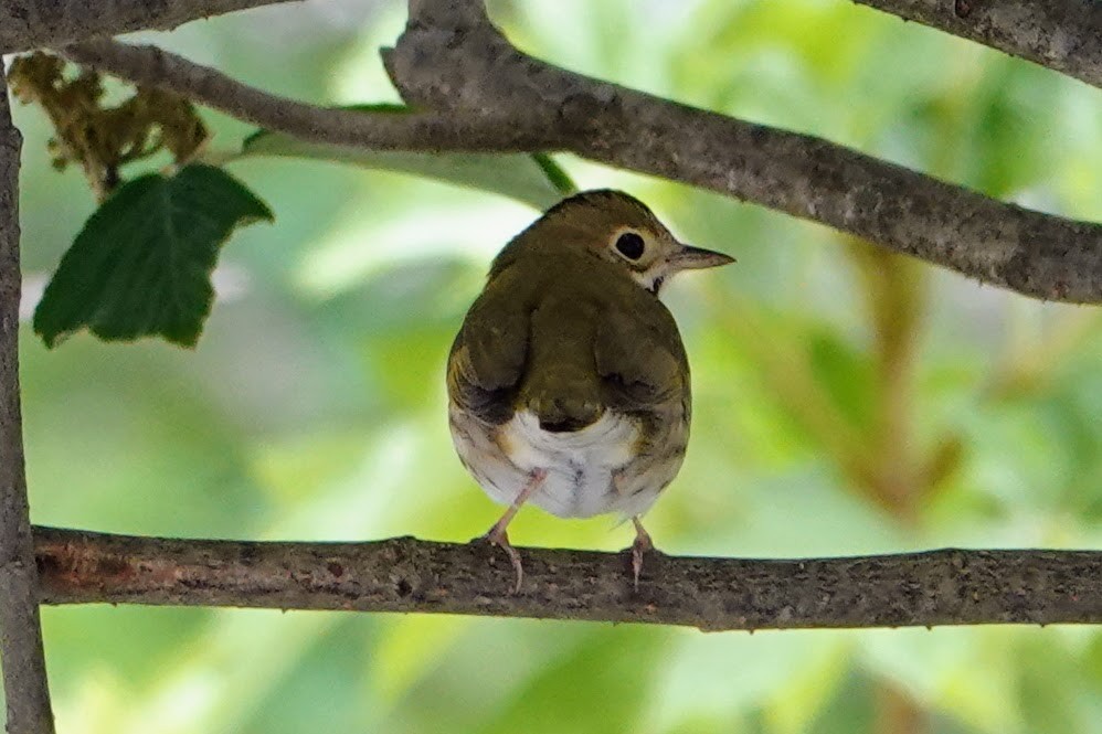 Ovenbird - ML635122617