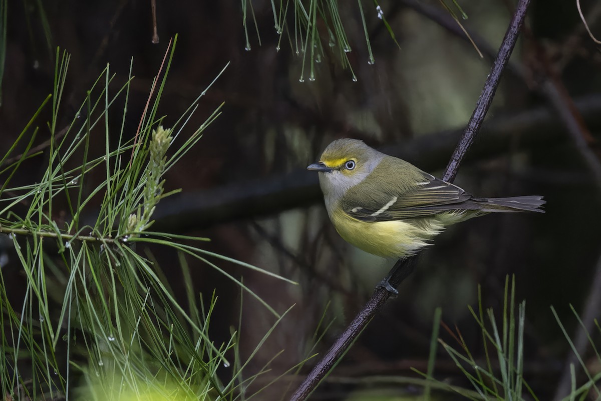 White-eyed Vireo - ML635122628