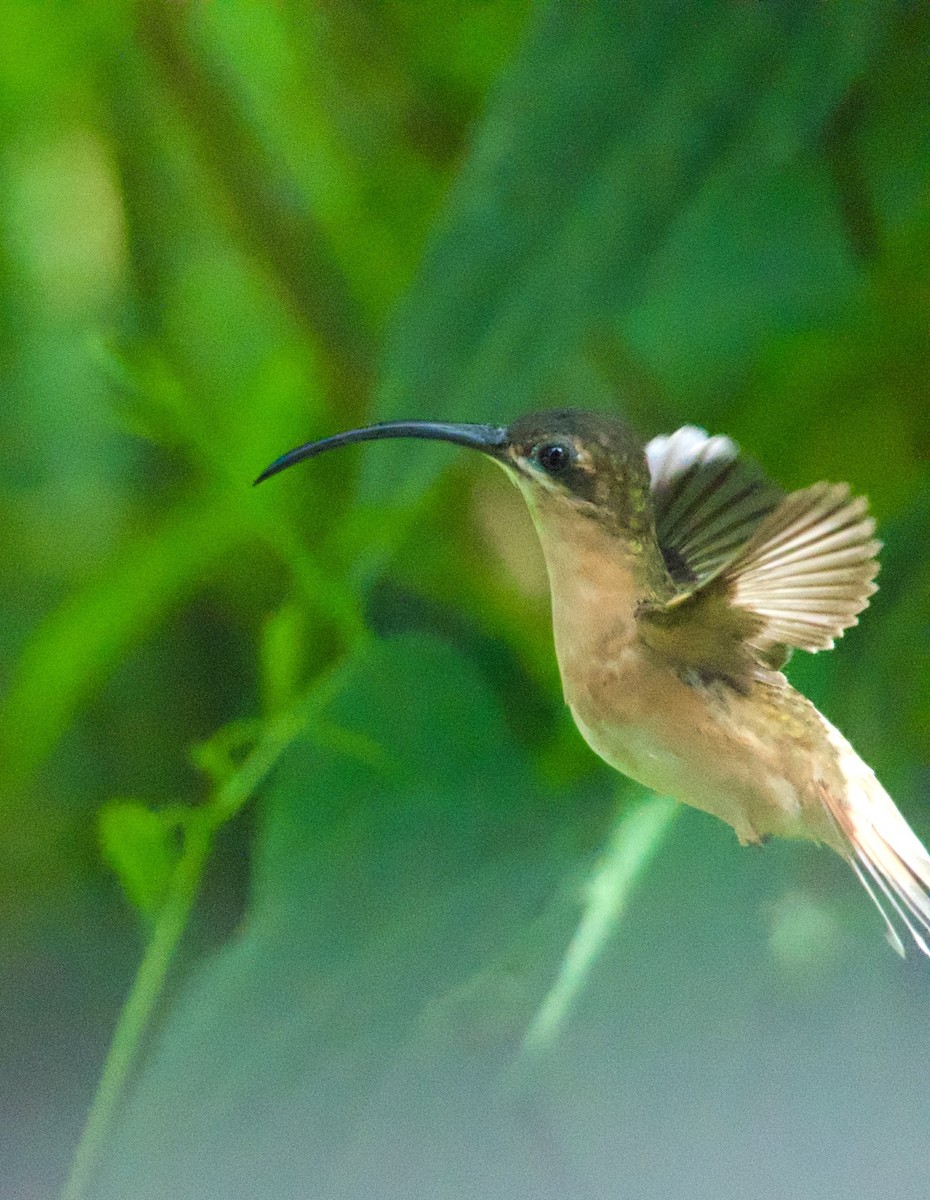 Bronzy Hermit - ML635122653
