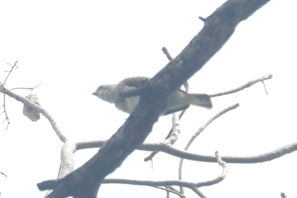 Pallid Honeyguide - ML635123053