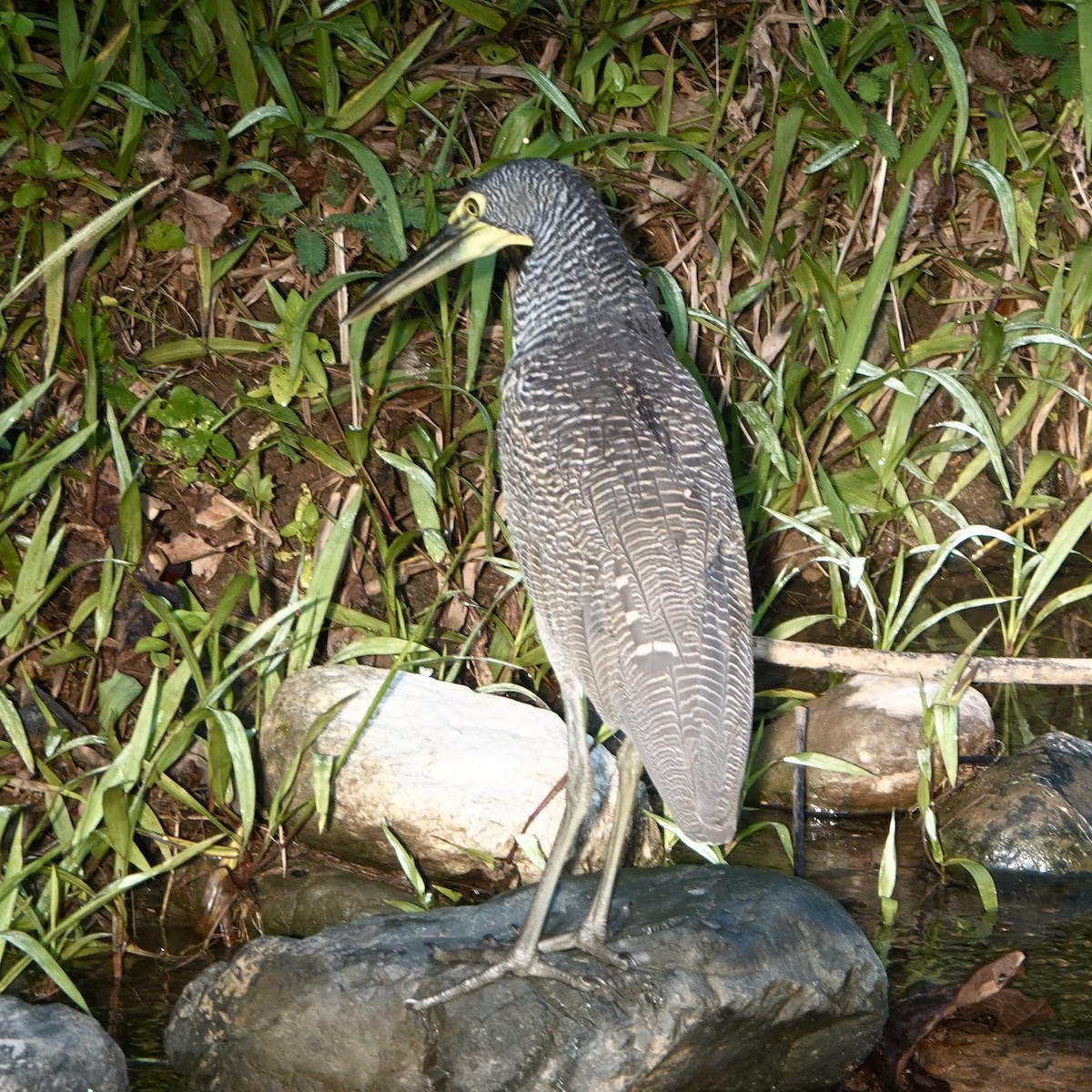 Fasciated Tiger-Heron - ML635123116