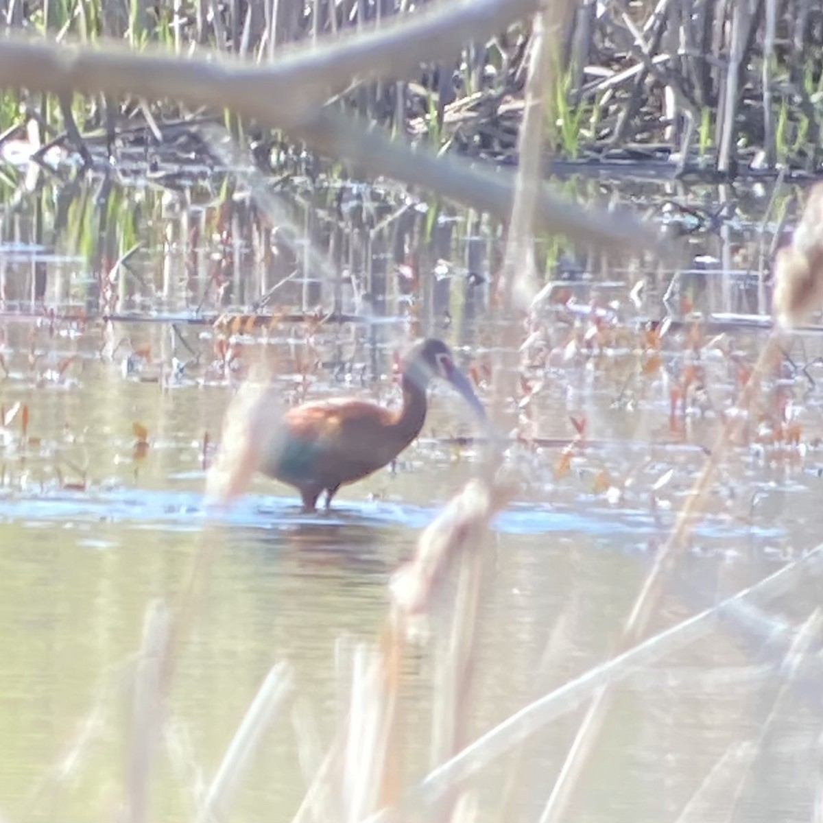 White-faced Ibis - ML635123119
