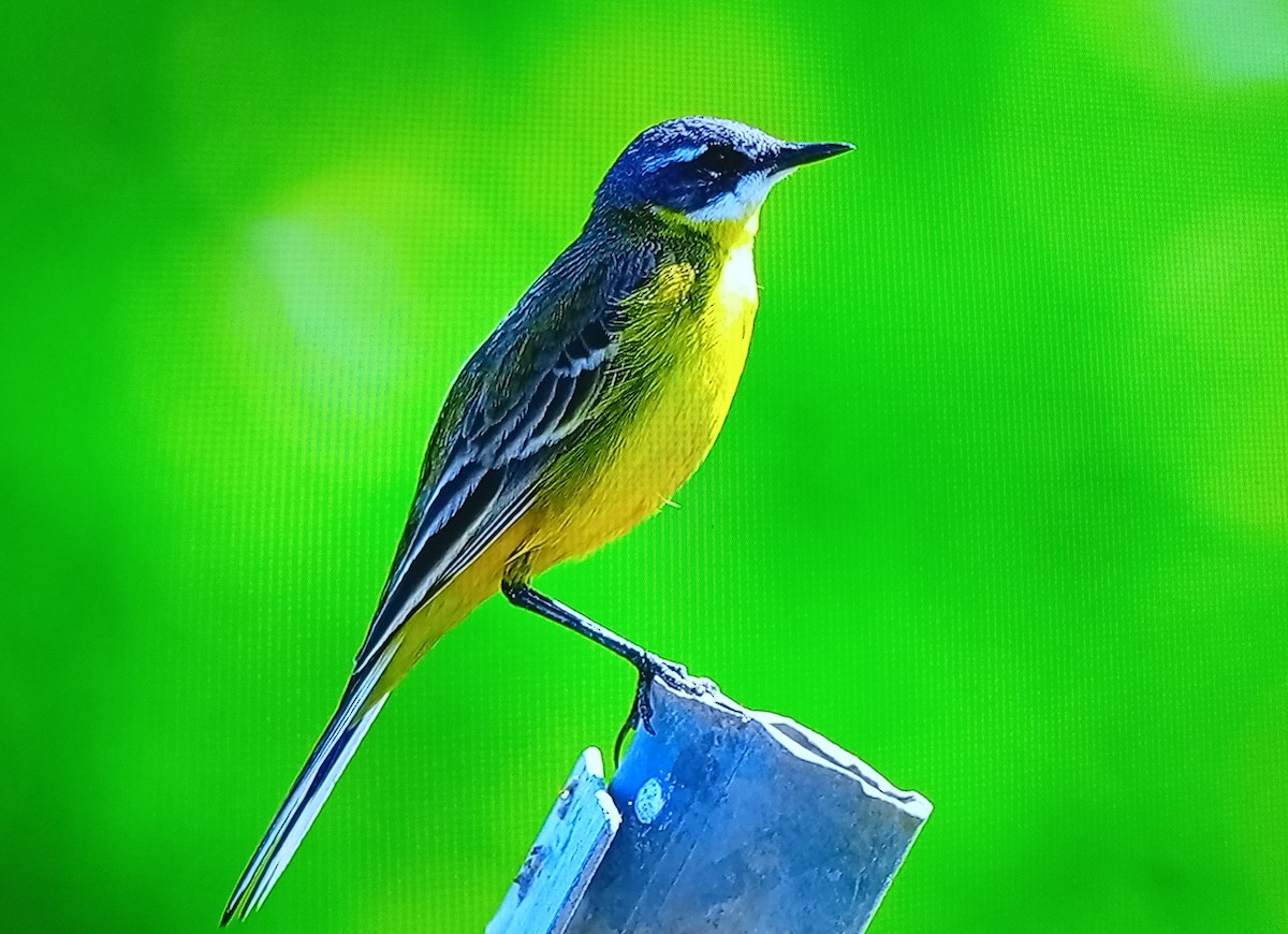 Western Yellow Wagtail (cinereocapilla) - ML635123148