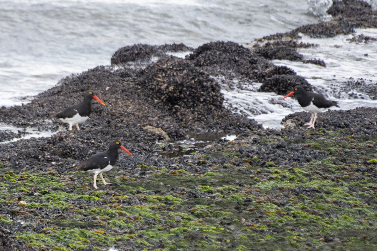 Magellanic Oystercatcher - ML635123234