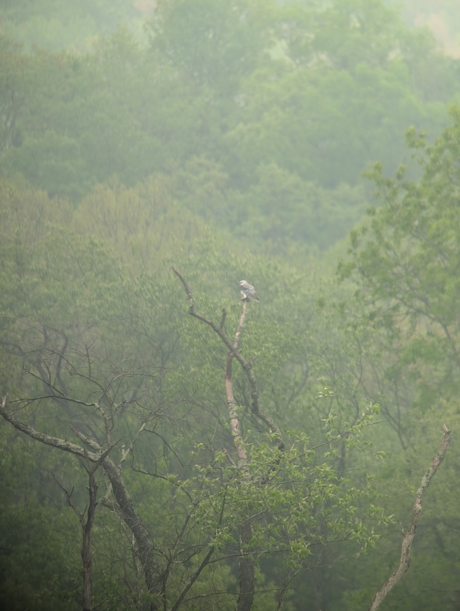 White-tailed Kite - ML635123428