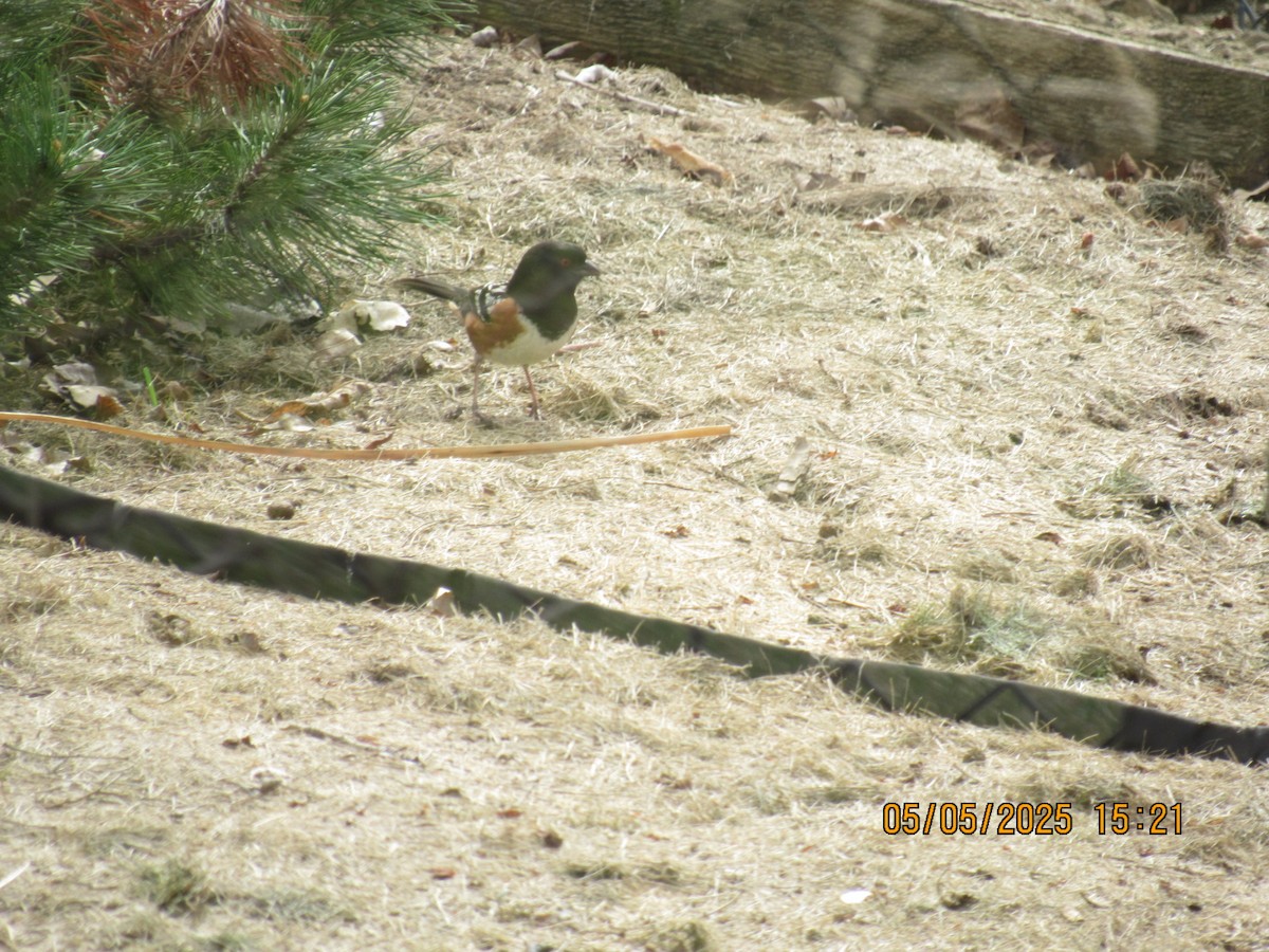 Spotted Towhee - ML635123438