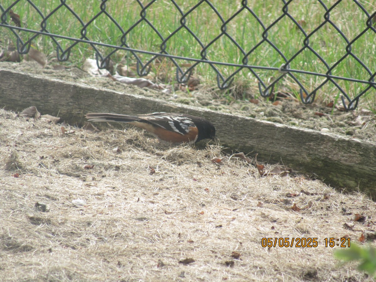 Spotted Towhee - ML635123442