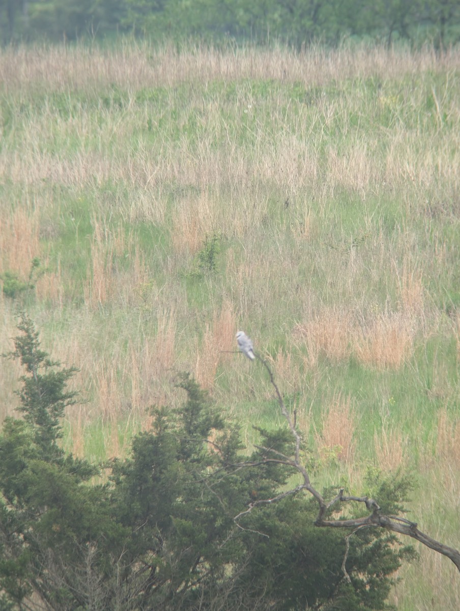 White-tailed Kite - ML635123450