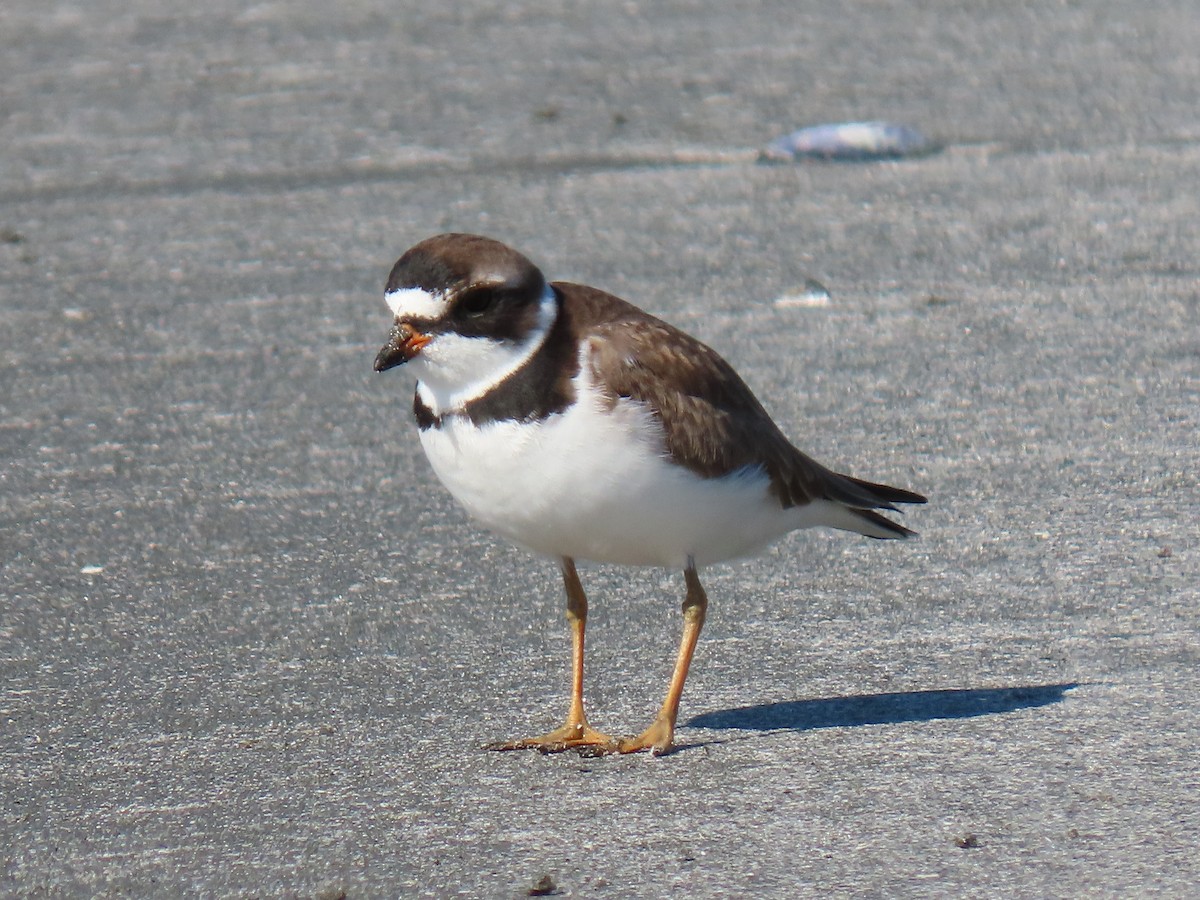 Semipalmated Plover - ML635123473