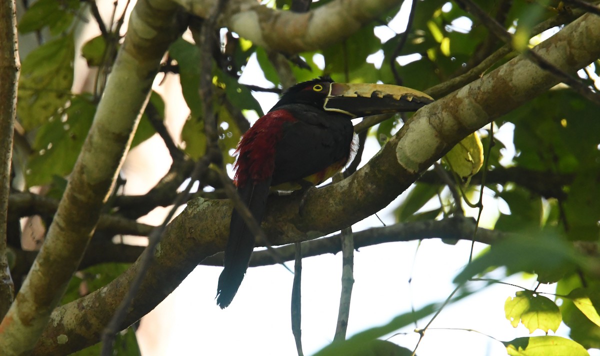 Kuşaklı/Soluk Gagalı Arasari - ML635123477