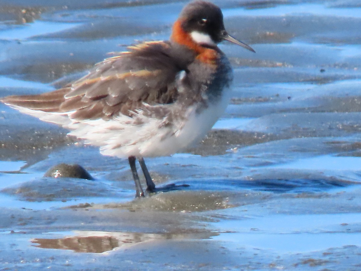Red-necked Phalarope - ML635123481