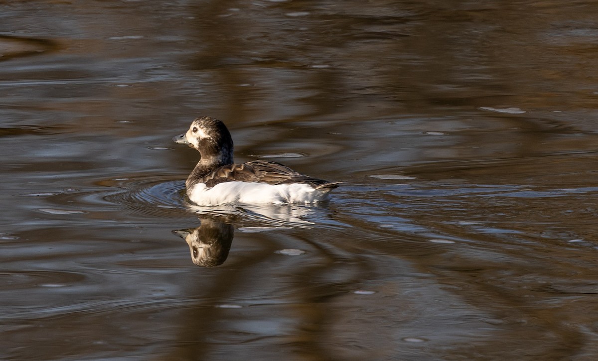 Long-tailed Duck - ML635123564