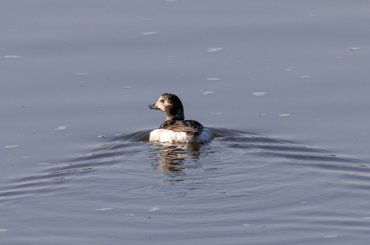 Long-tailed Duck - ML635123565