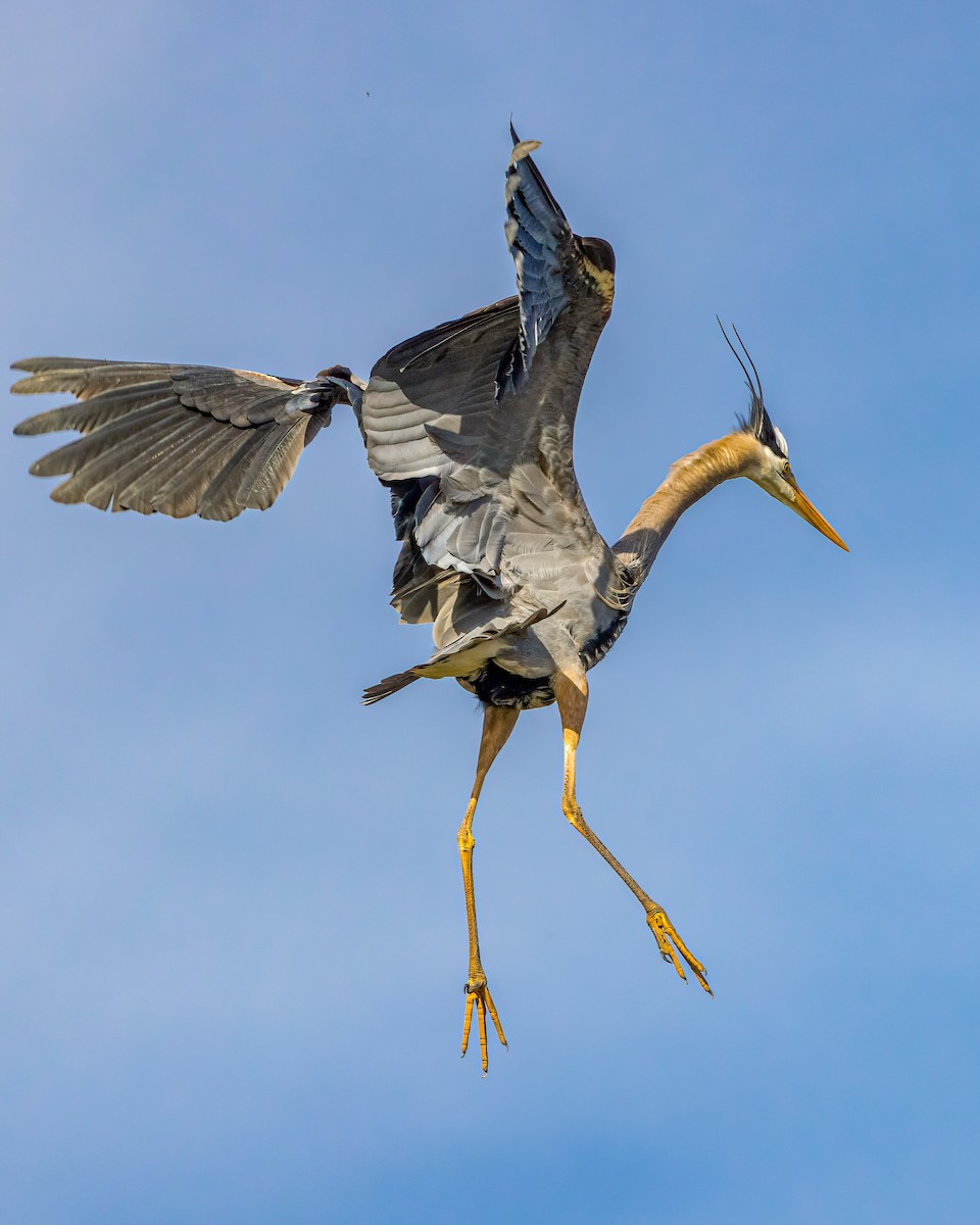 Great Blue Heron - ML635123572