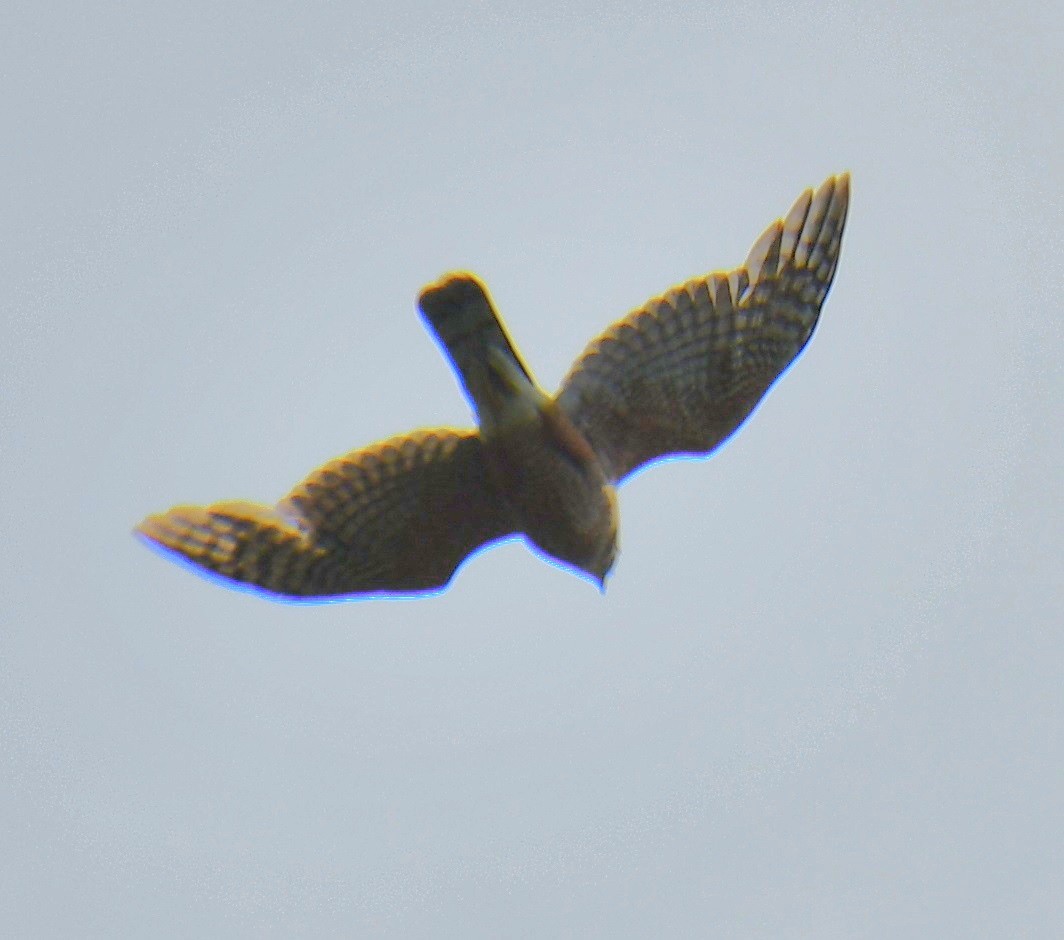 hawk sp. - ML635123575
