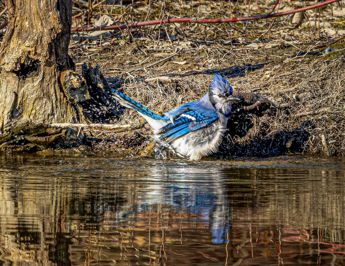 Blue Jay - ML635123629