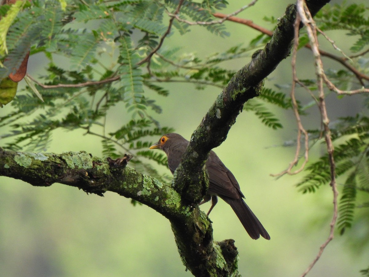 Spectacled Thrush - ML635123642