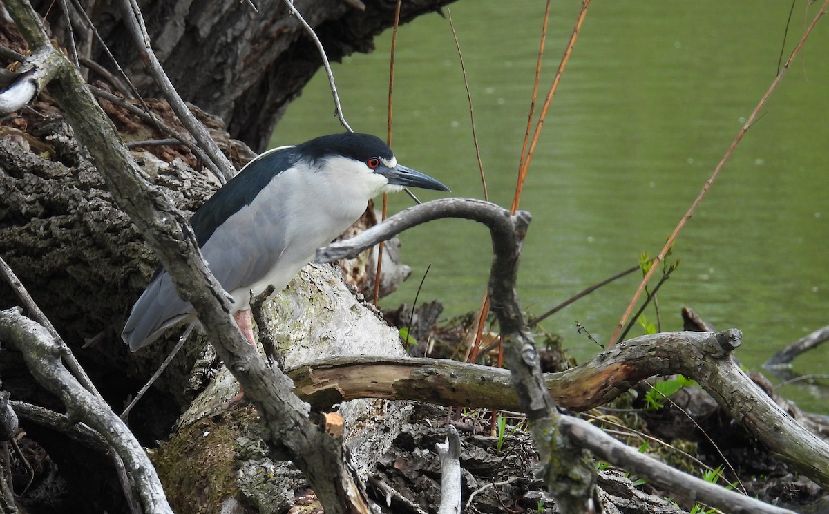 Black-crowned Night Heron - ML635123687