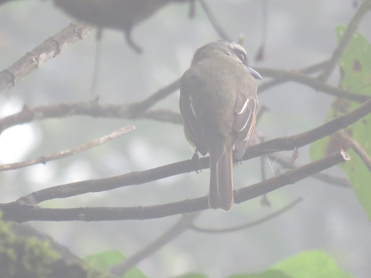 Golden-bellied Flycatcher - ML635123694
