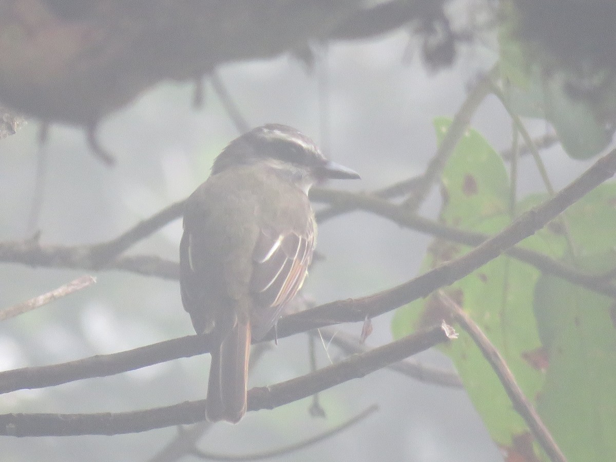 Golden-bellied Flycatcher - ML635123695
