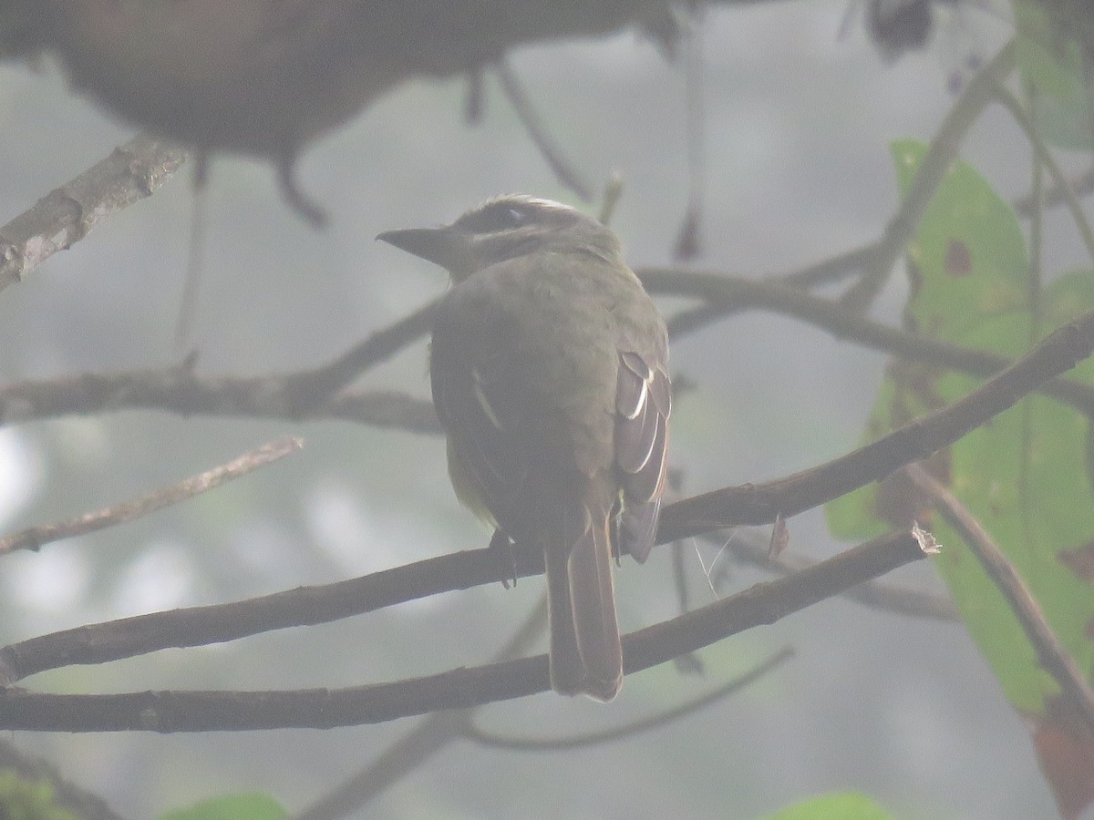 Golden-bellied Flycatcher - ML635123696