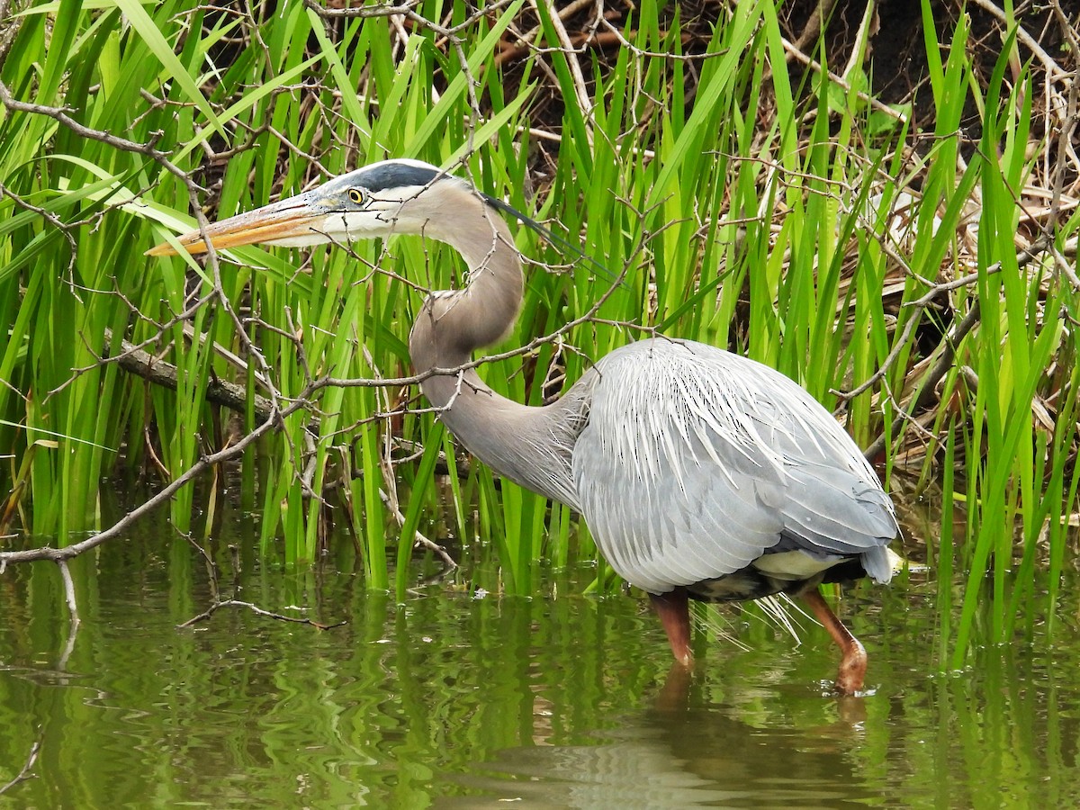 Great Blue Heron - ML635123699
