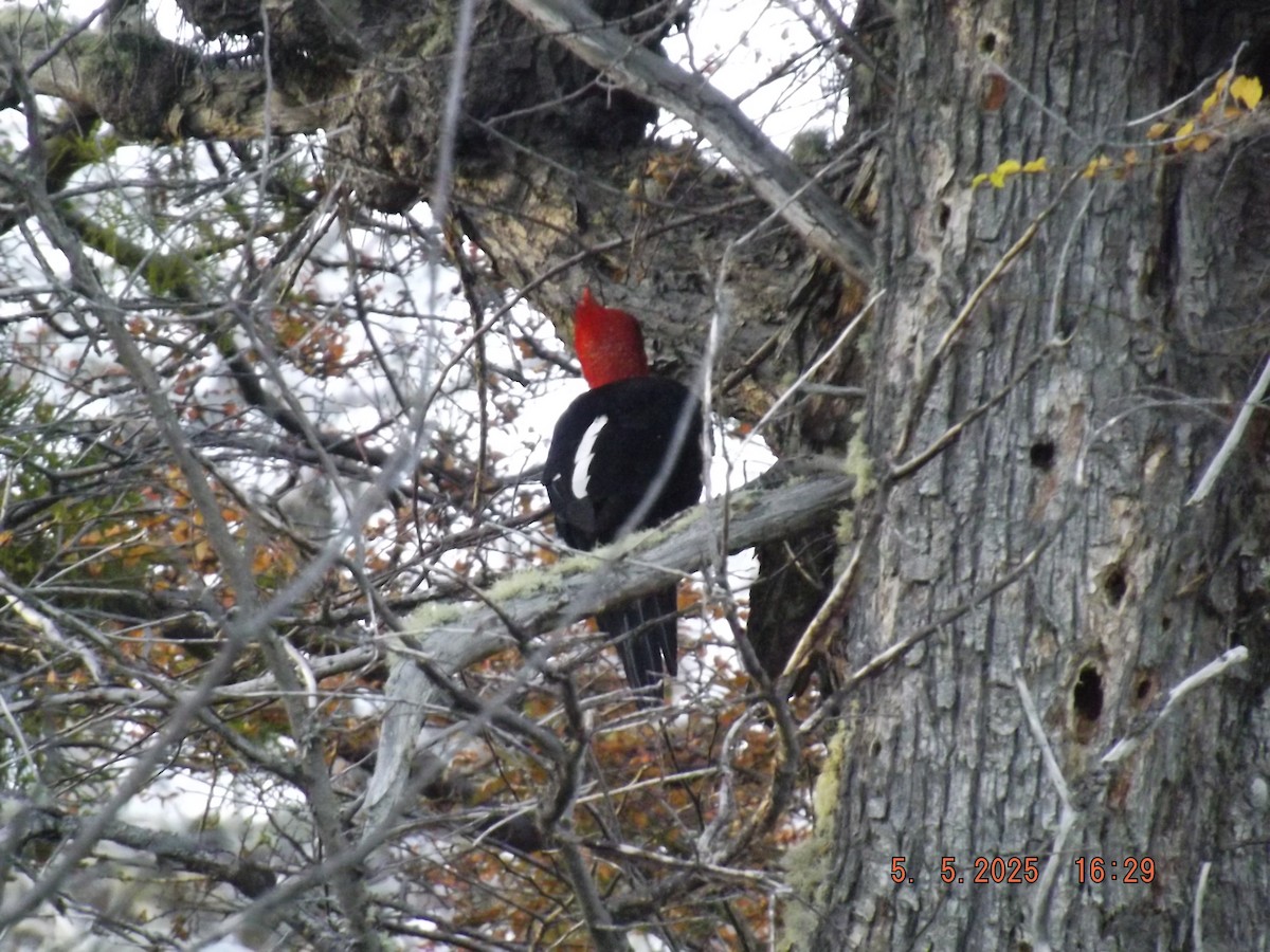 Magellanic Woodpecker - ML635123709