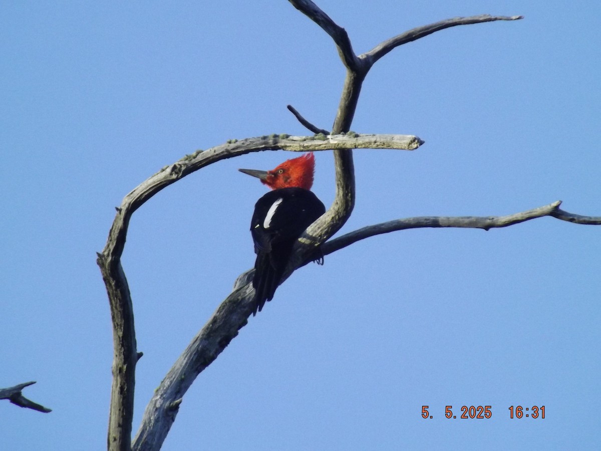 Magellanic Woodpecker - ML635123710