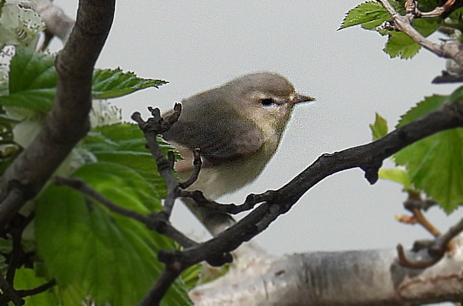 Eastern Warbling Vireo - ML635123721