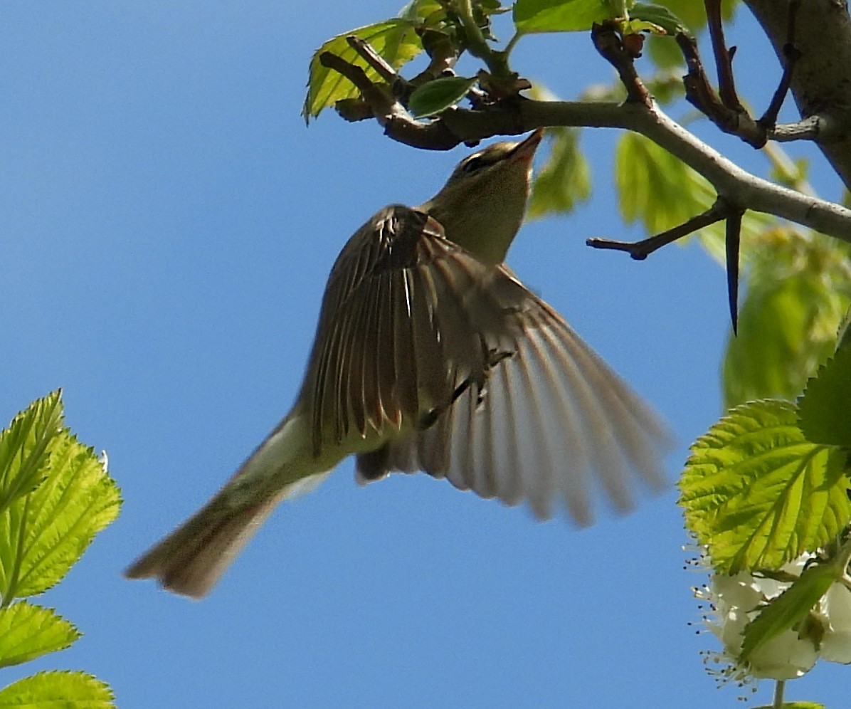 Eastern Warbling Vireo - ML635123722