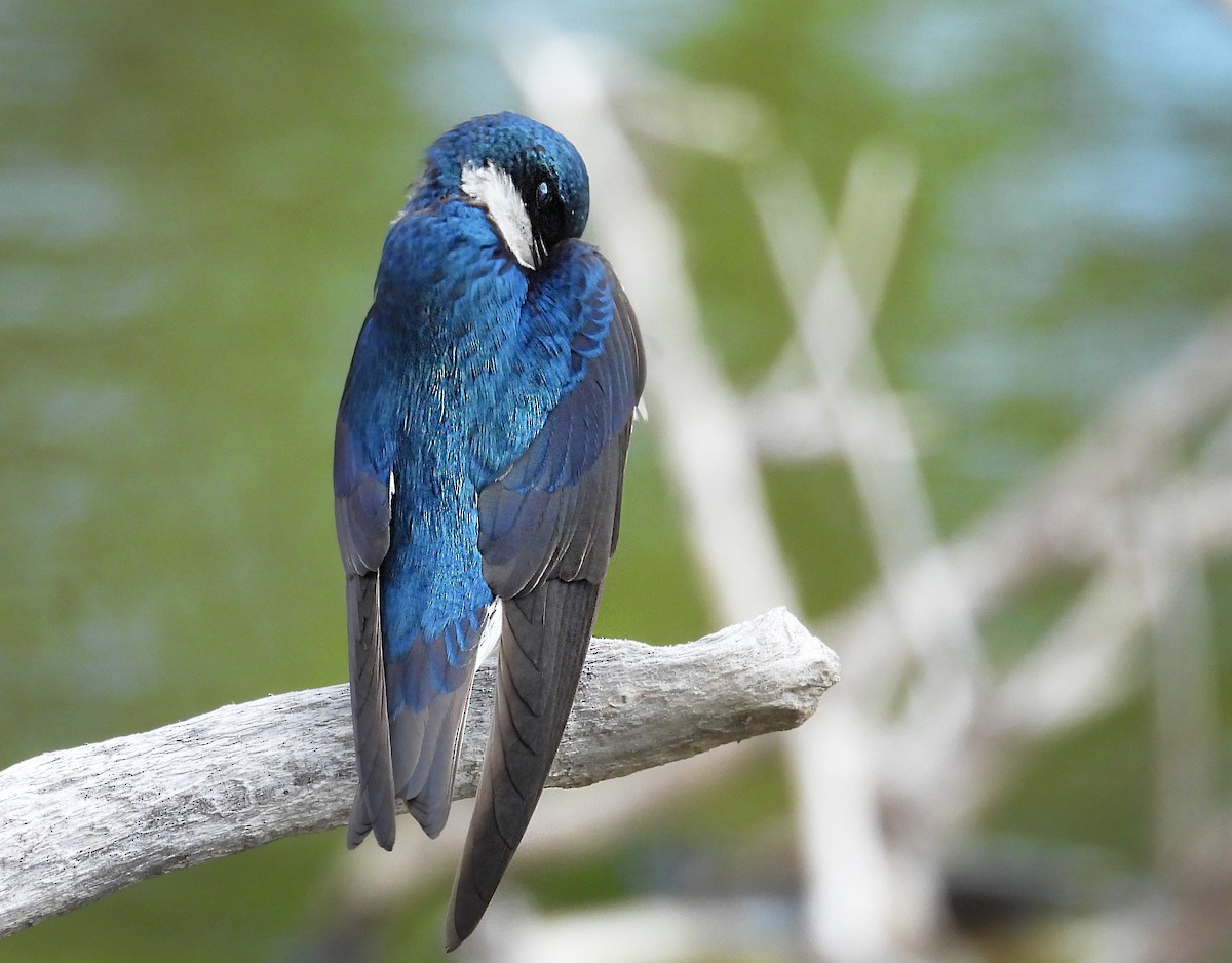 Tree Swallow - ML635123729