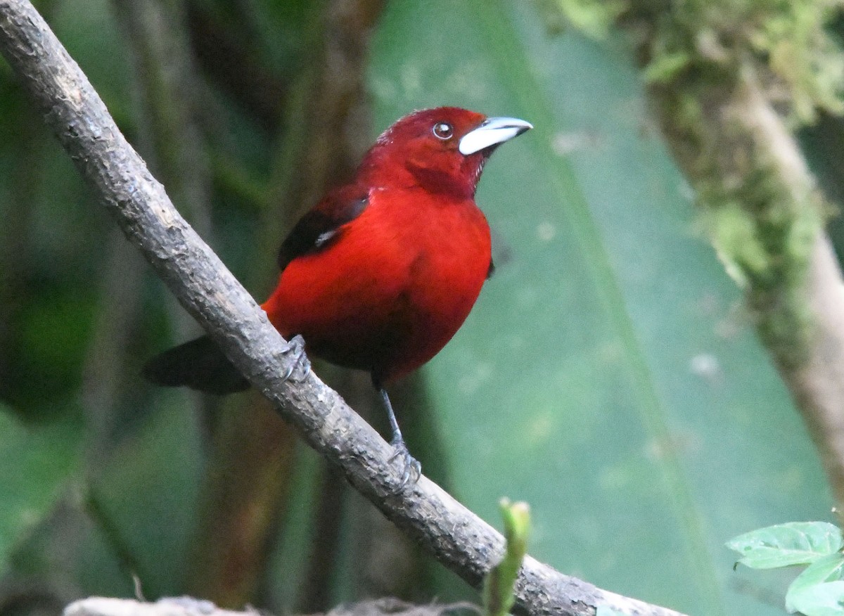 Crimson-backed Tanager - ML635123781