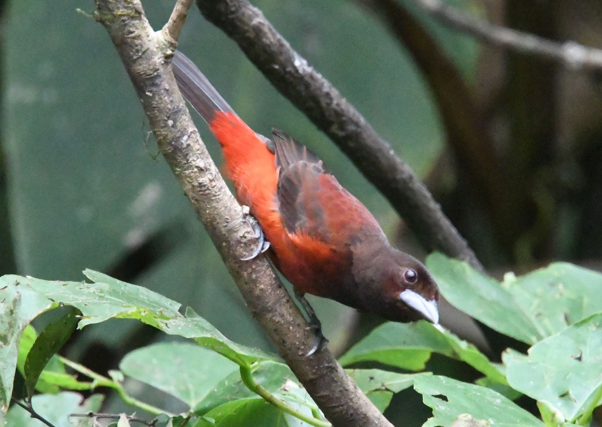 Crimson-backed Tanager - ML635123782