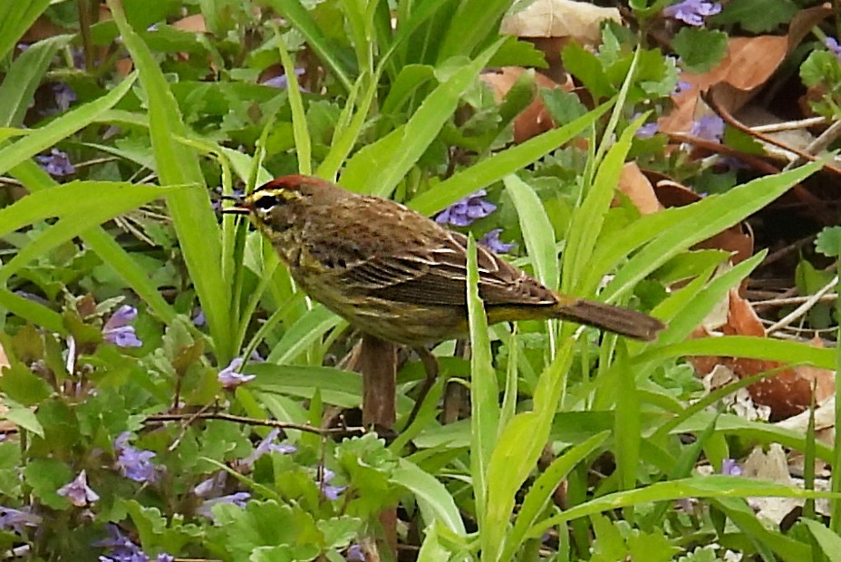 Palm Warbler - ML635123793