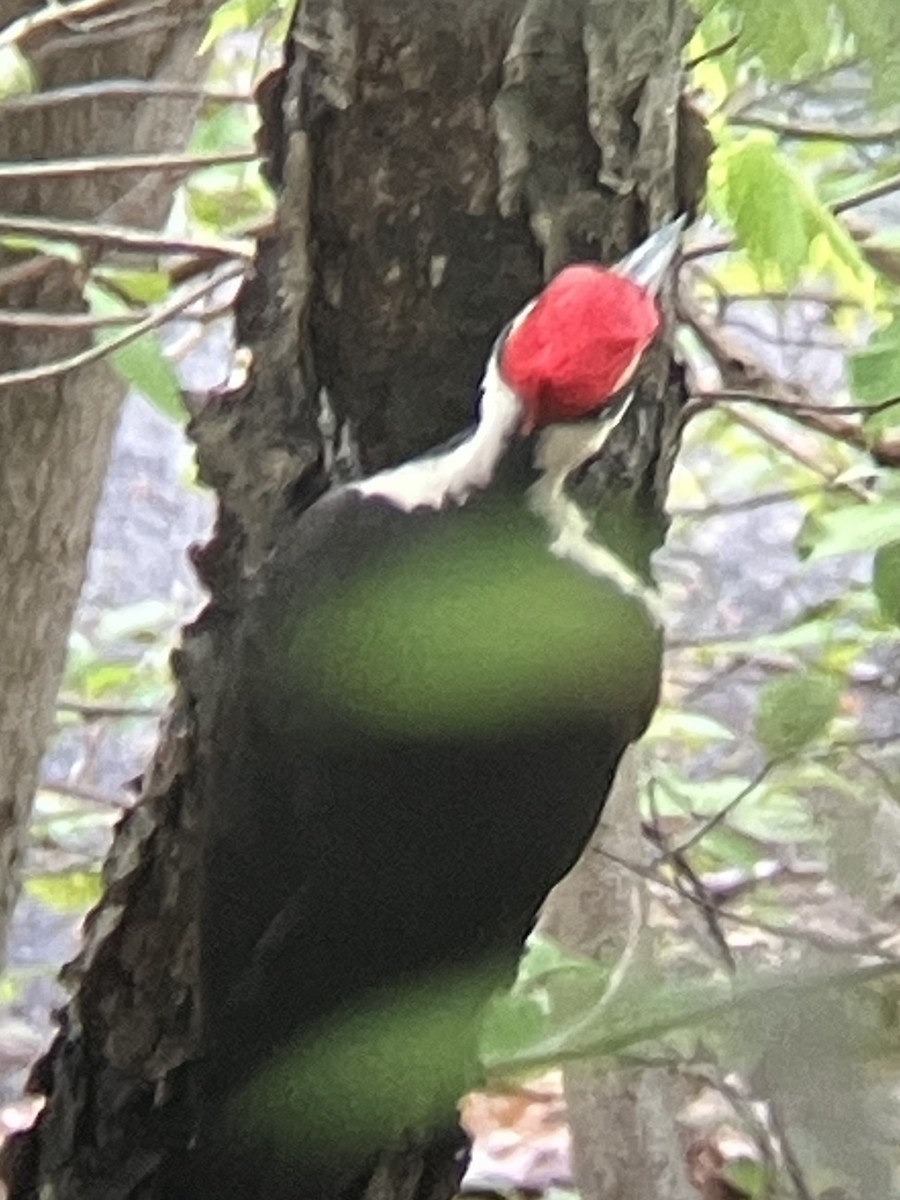 hvitbrynsvartspett - ML635123954