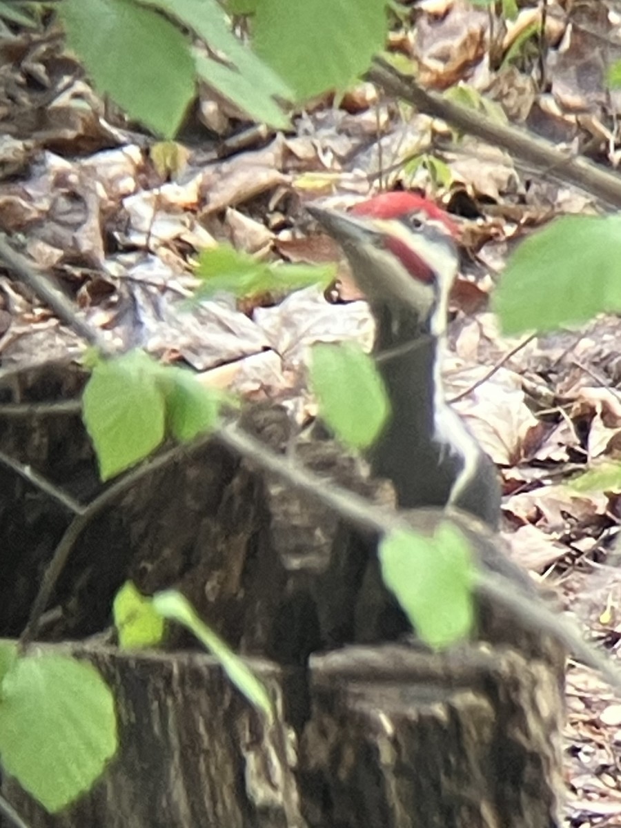 hvitbrynsvartspett - ML635123955