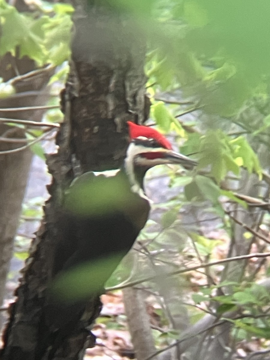 hvitbrynsvartspett - ML635123957