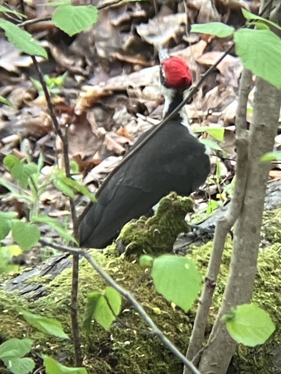 hvitbrynsvartspett - ML635123958