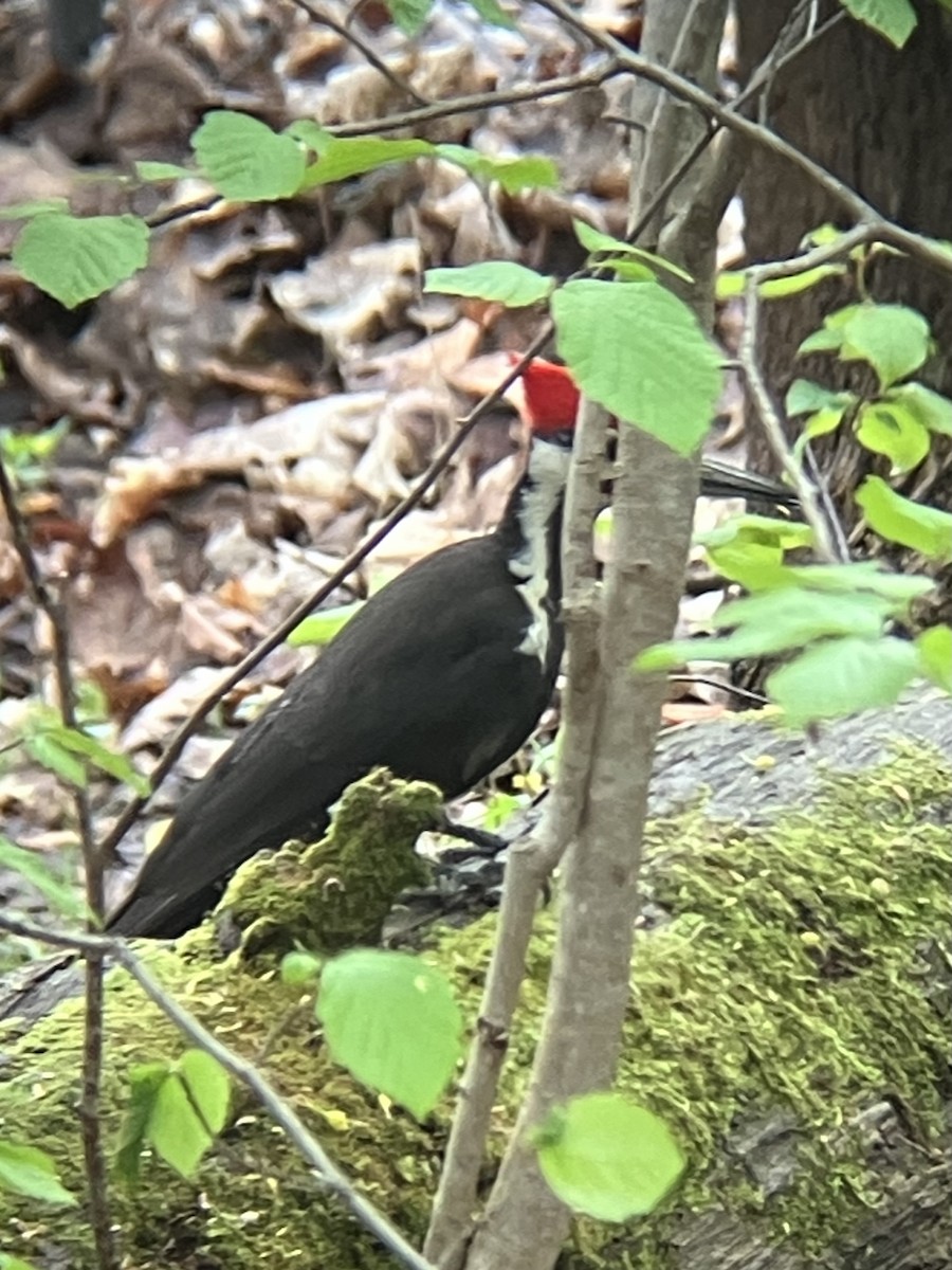 hvitbrynsvartspett - ML635123961