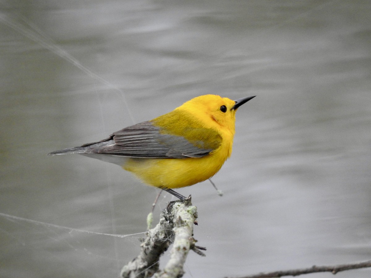Prothonotary Warbler - ML635123963