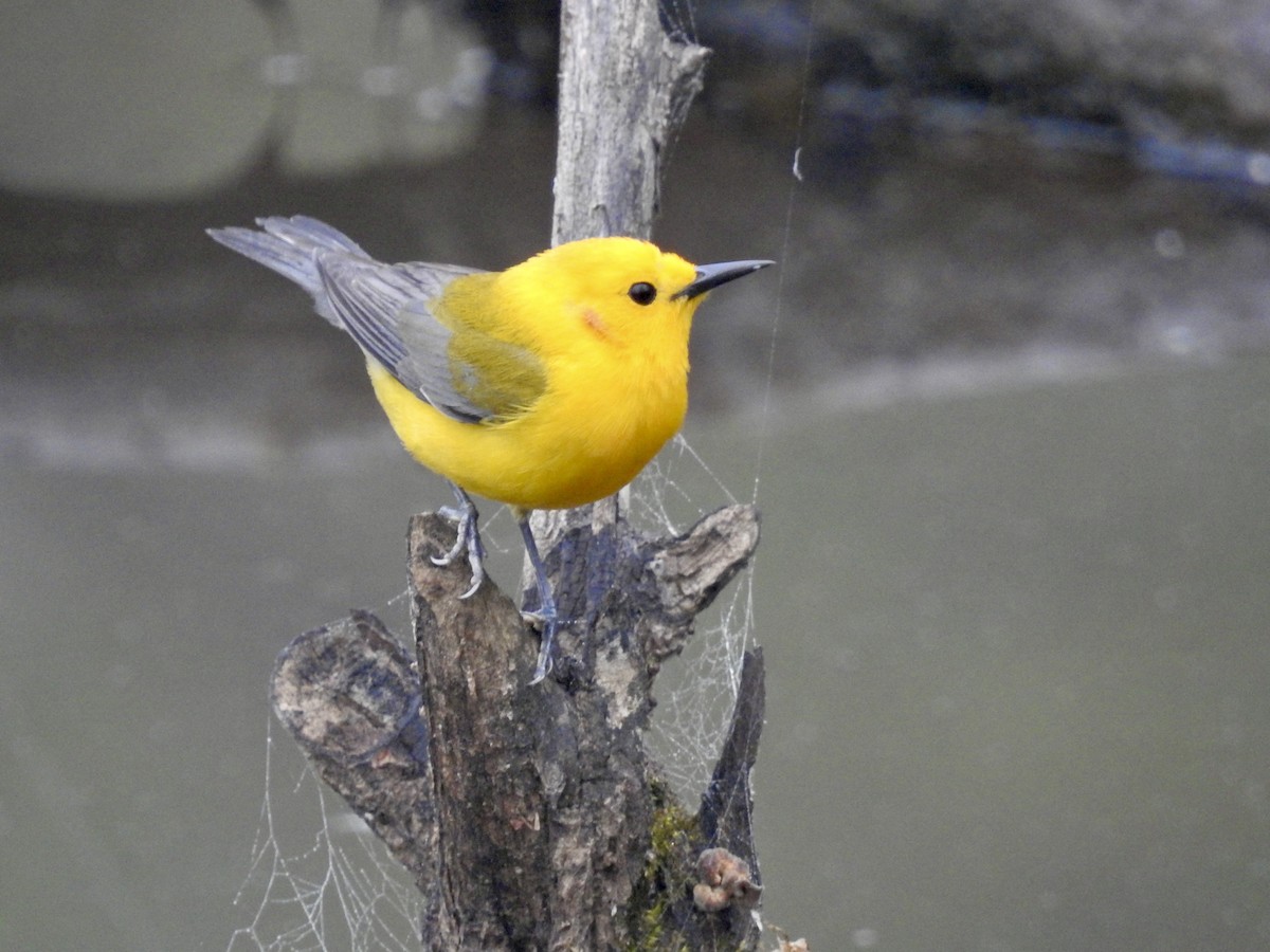 Prothonotary Warbler - ML635123975