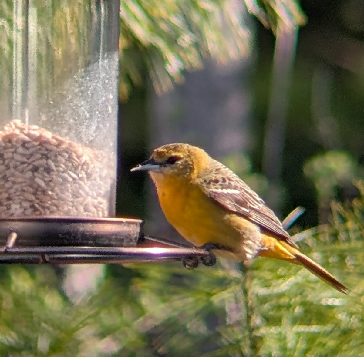 Baltimore Oriole - ML635123978