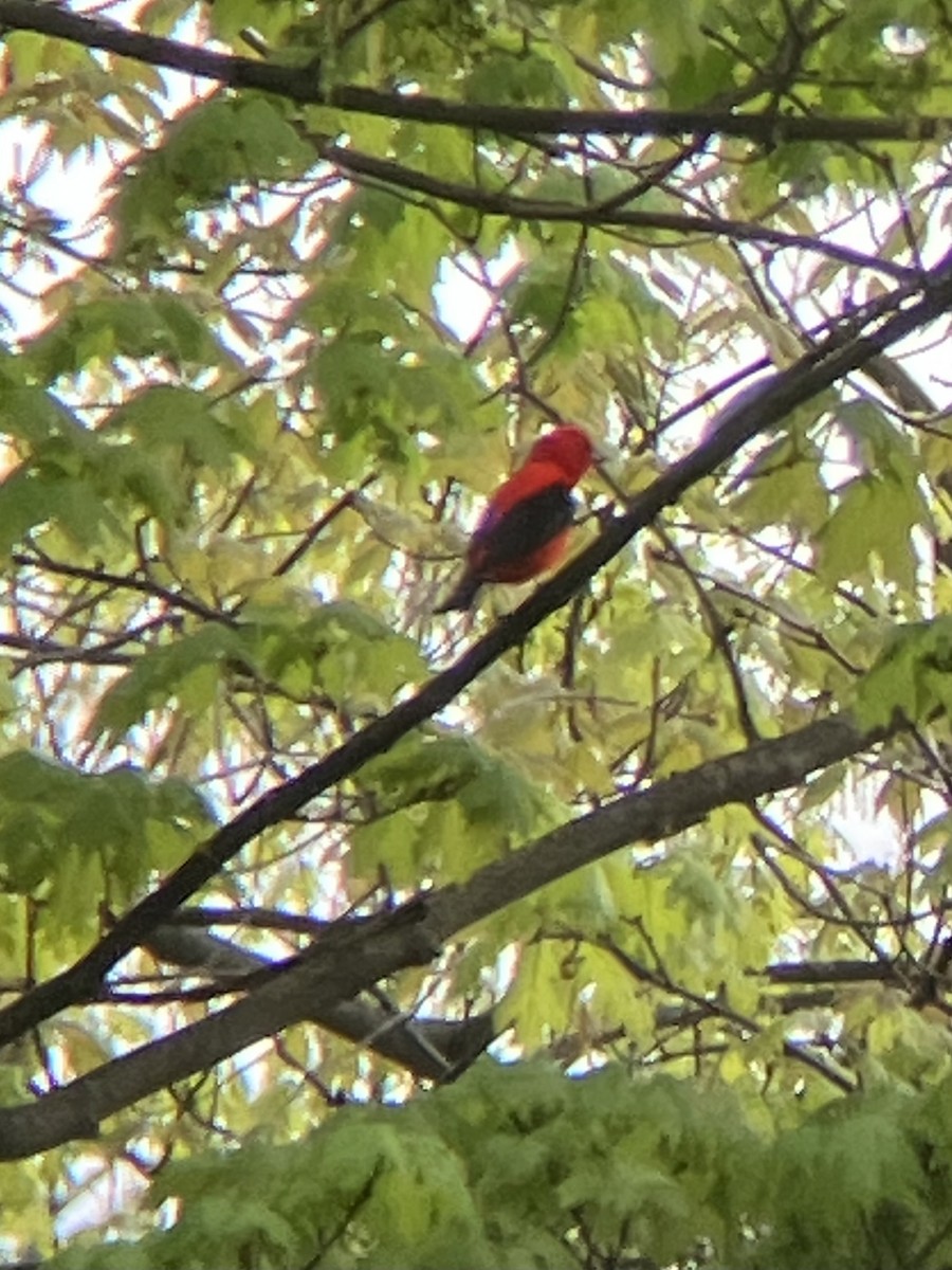 rødpiranga - ML635124000