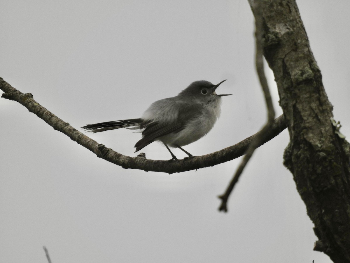 Blue-gray Gnatcatcher - ML635124001