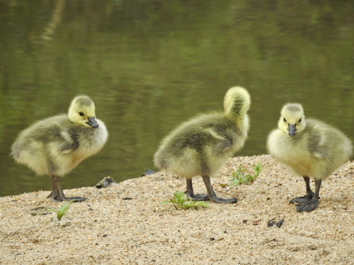 Canada Goose - ML635124040